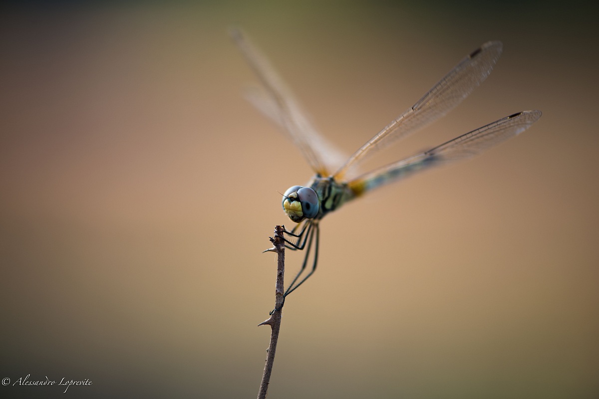 Tra un tempio e l'altro ad Ankor Wat