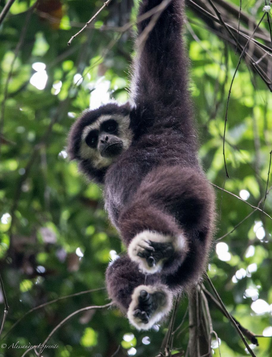A spasso nella foresta del Khao Yai National Park