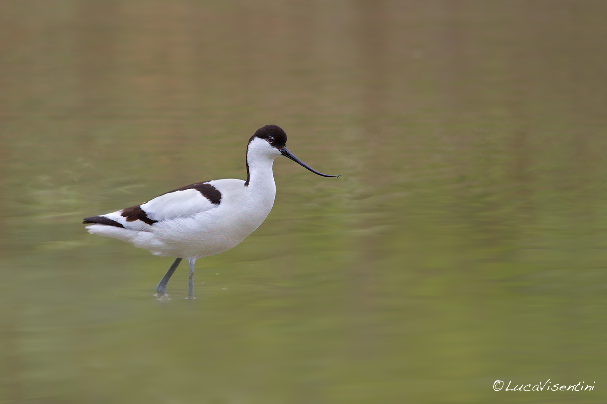 Avocetta
