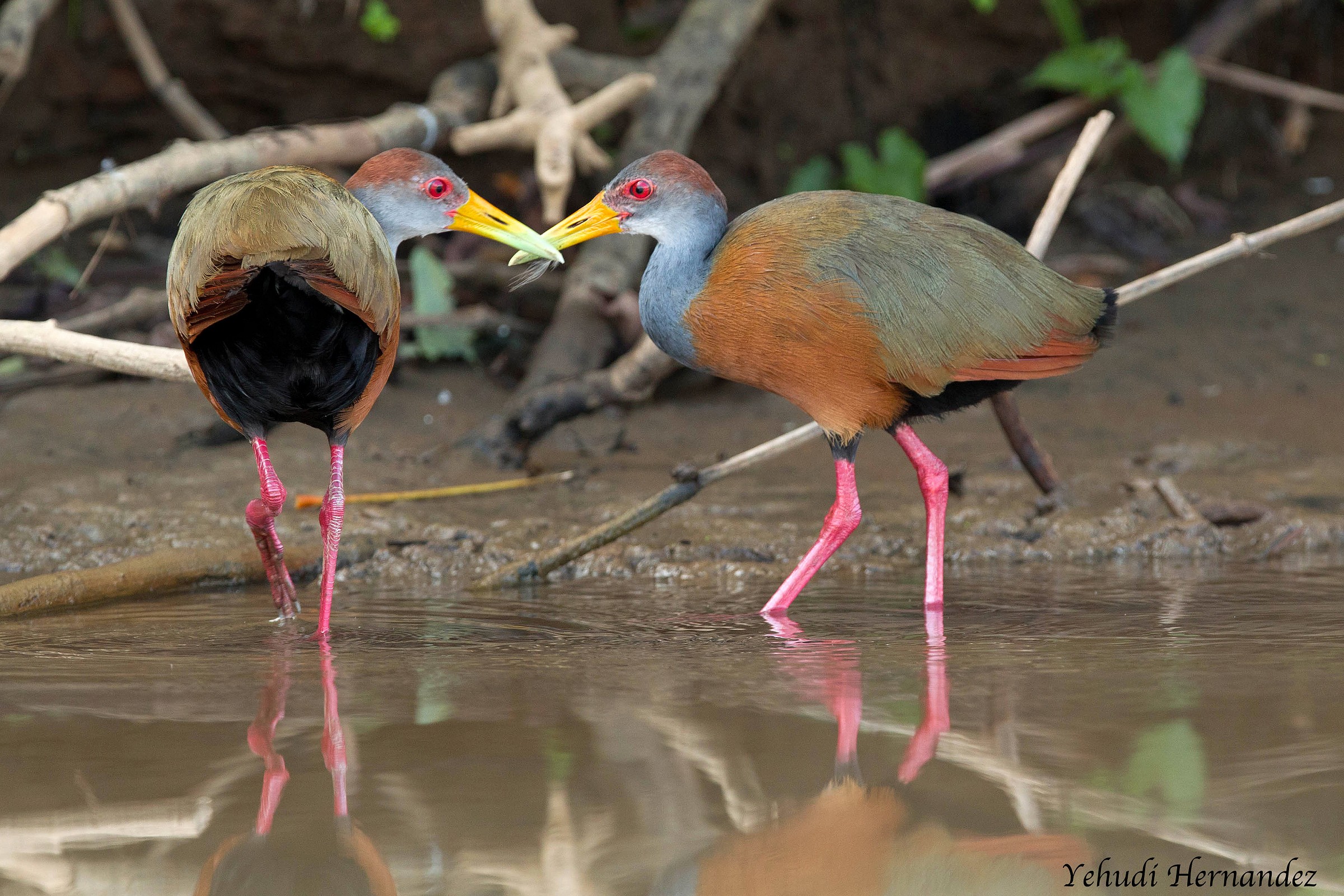 Legno rotaie collo grigio