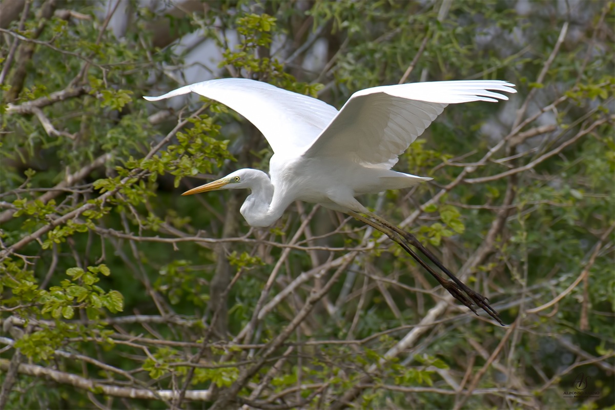 White Heron Major