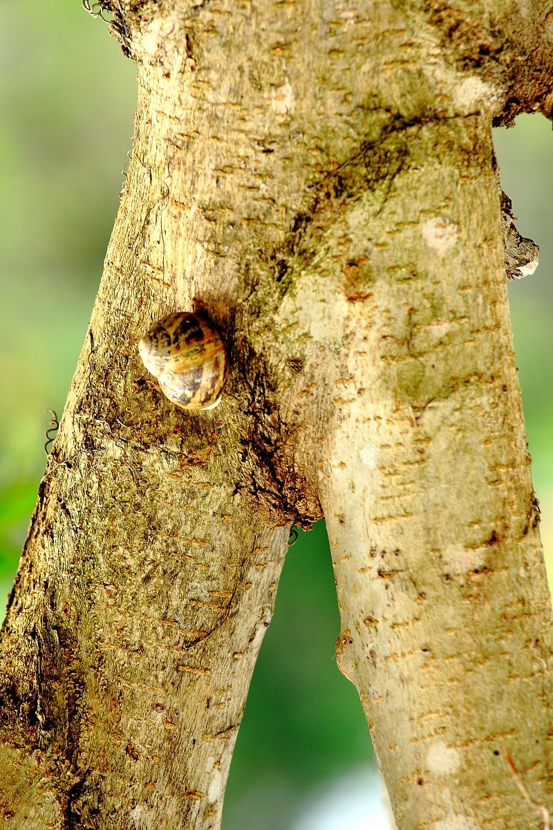 Lumaca impertinente-