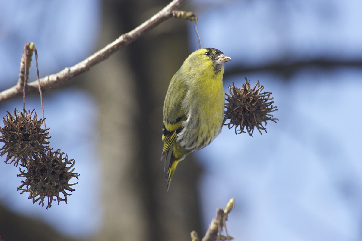 Male Siskin