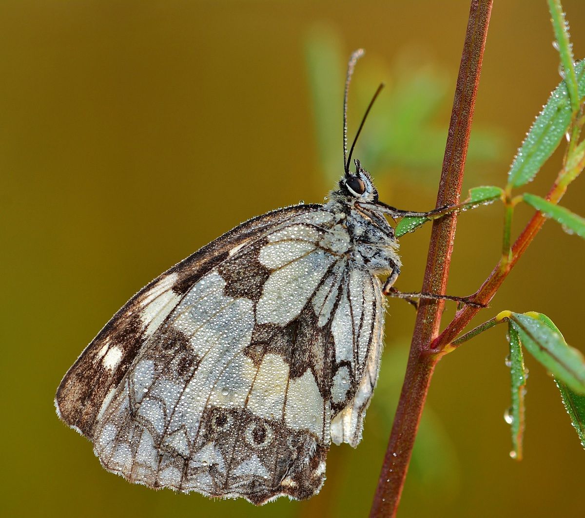 Melanargia Galathea