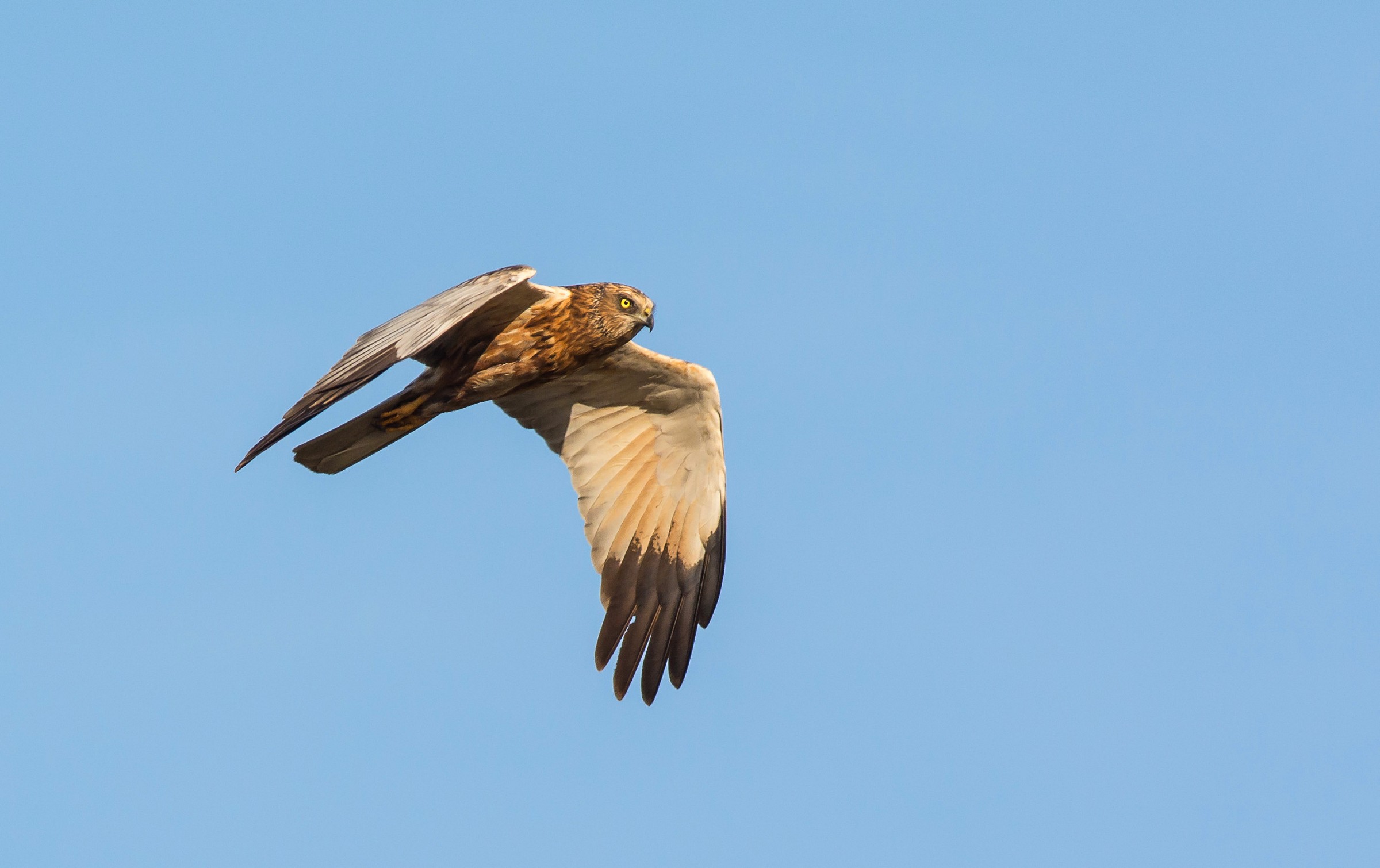Falco di palude maschio