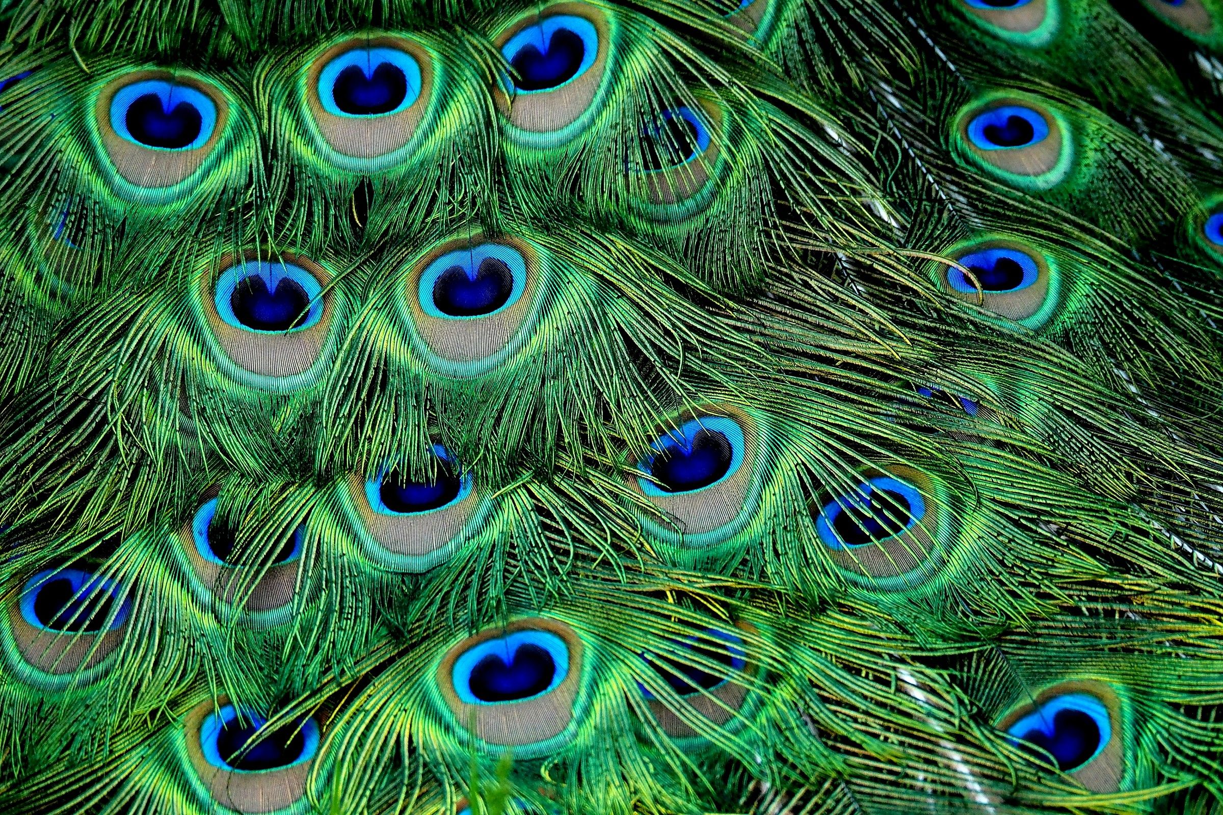 "Blue eyes" .............