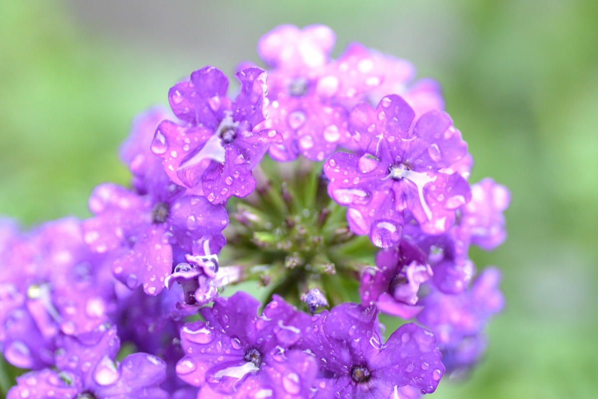 la bellezza della pioggia