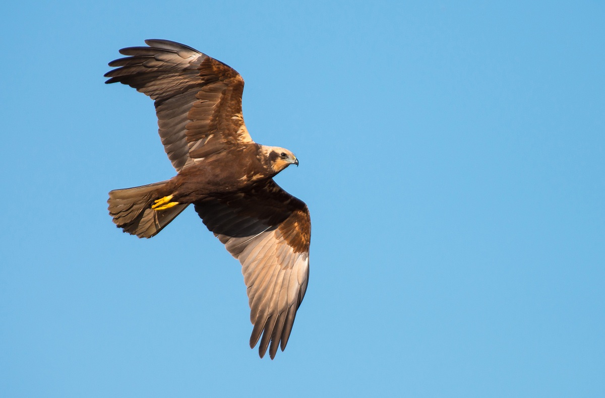 Falco di palude femmina