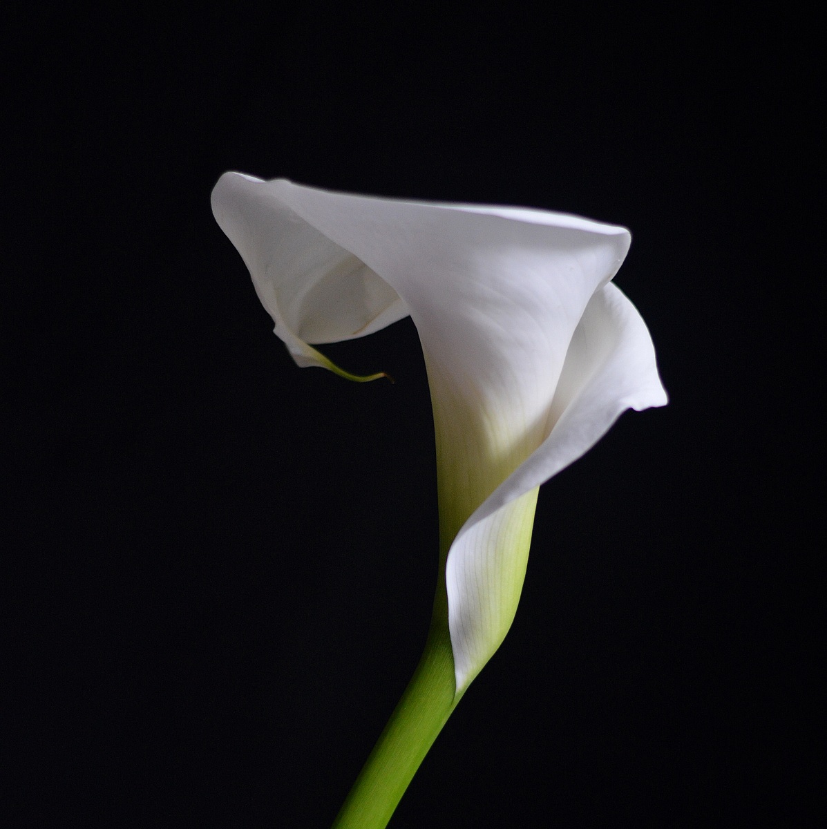 Omaggio a Mapplethorpe