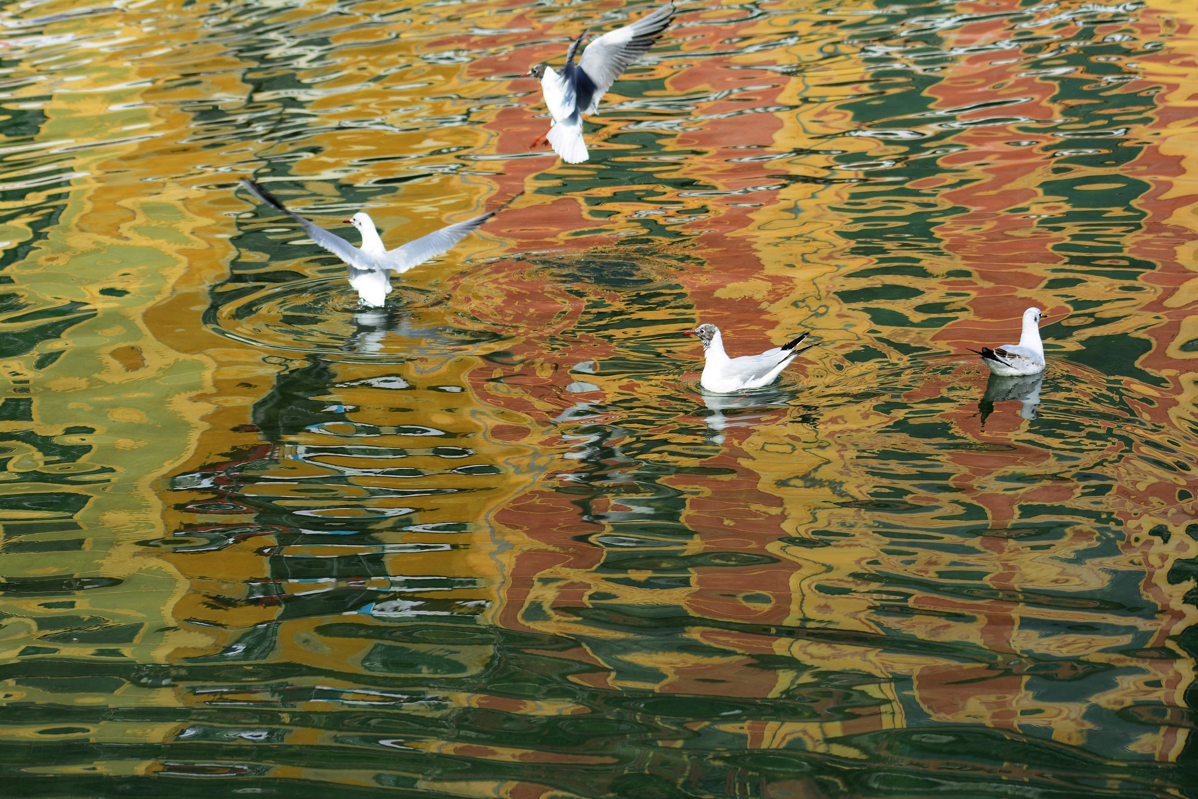 gabbiani sul mare dipinto