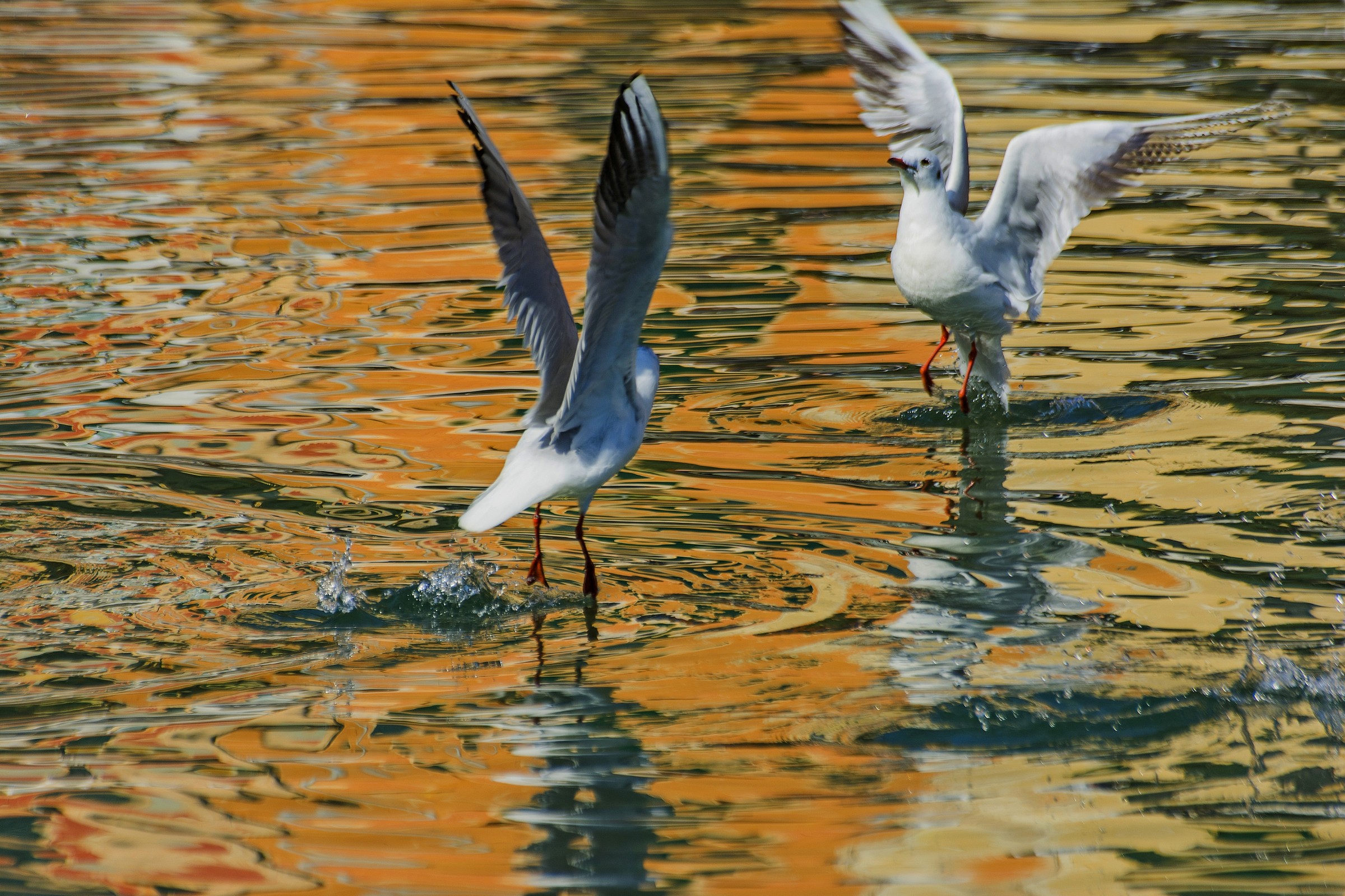 passi di danza a portofino