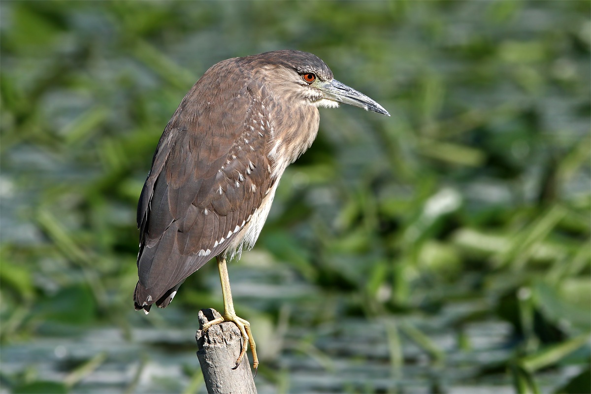 Night Heron young
