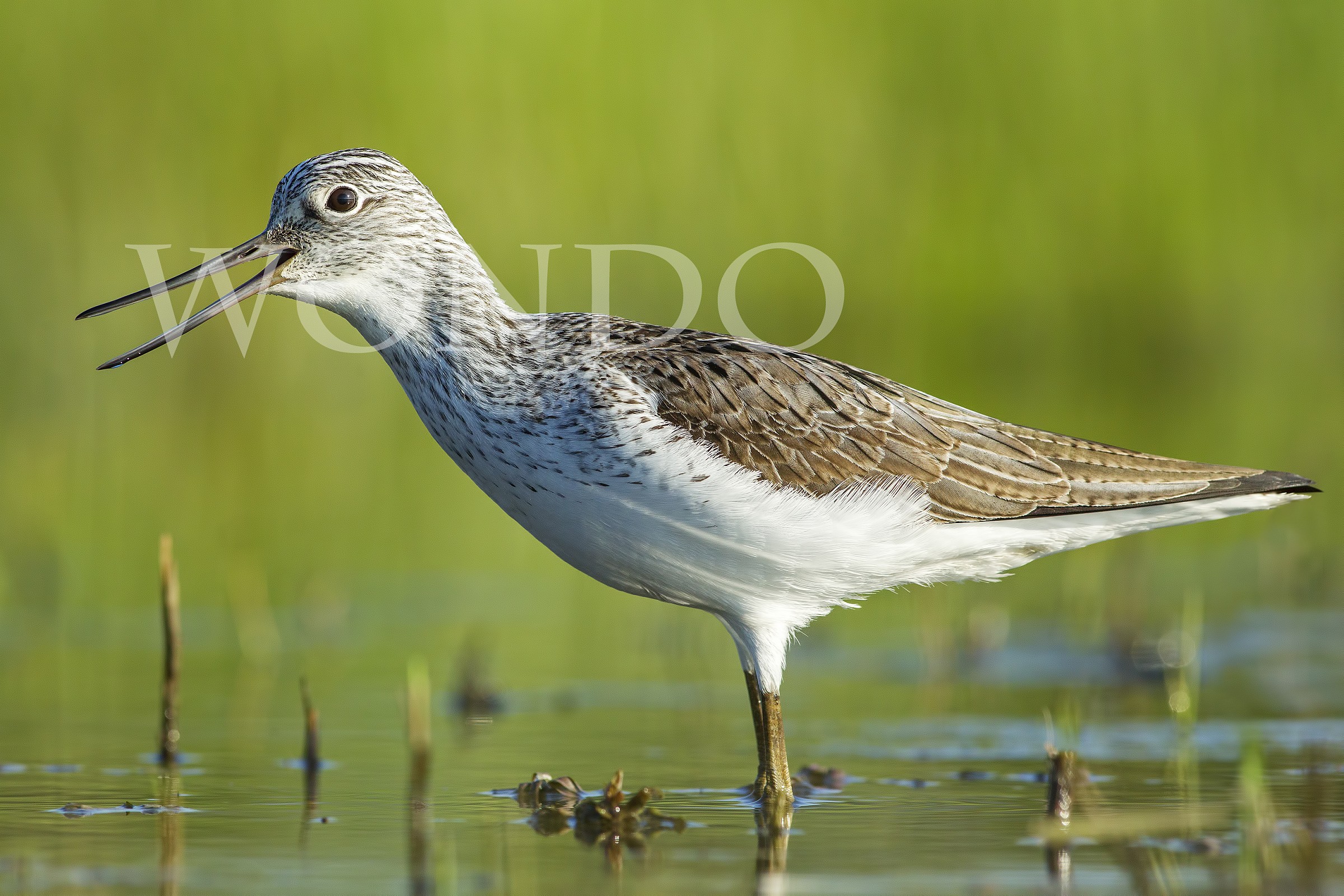 Greenshank