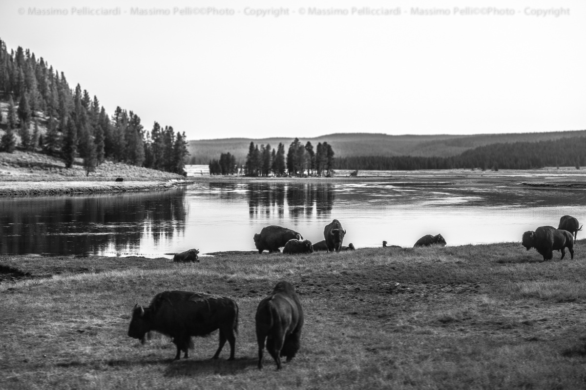 Bisonti al pascolo!