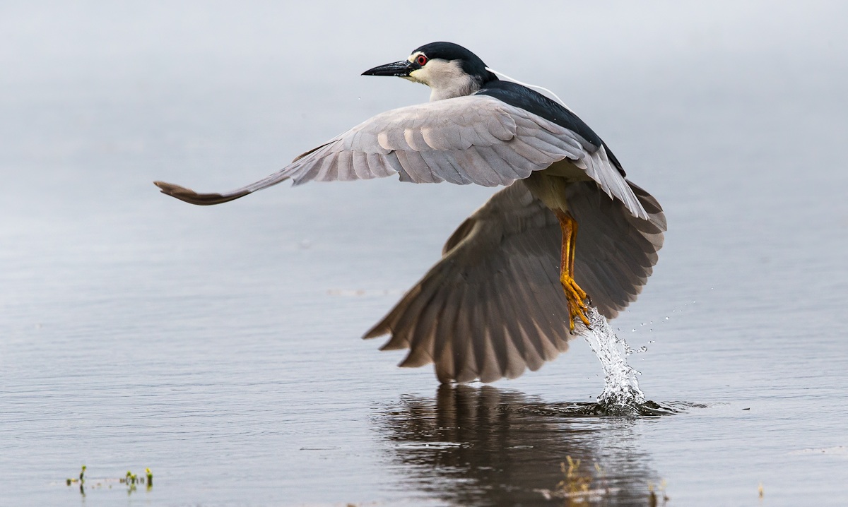 the jump of the night heron