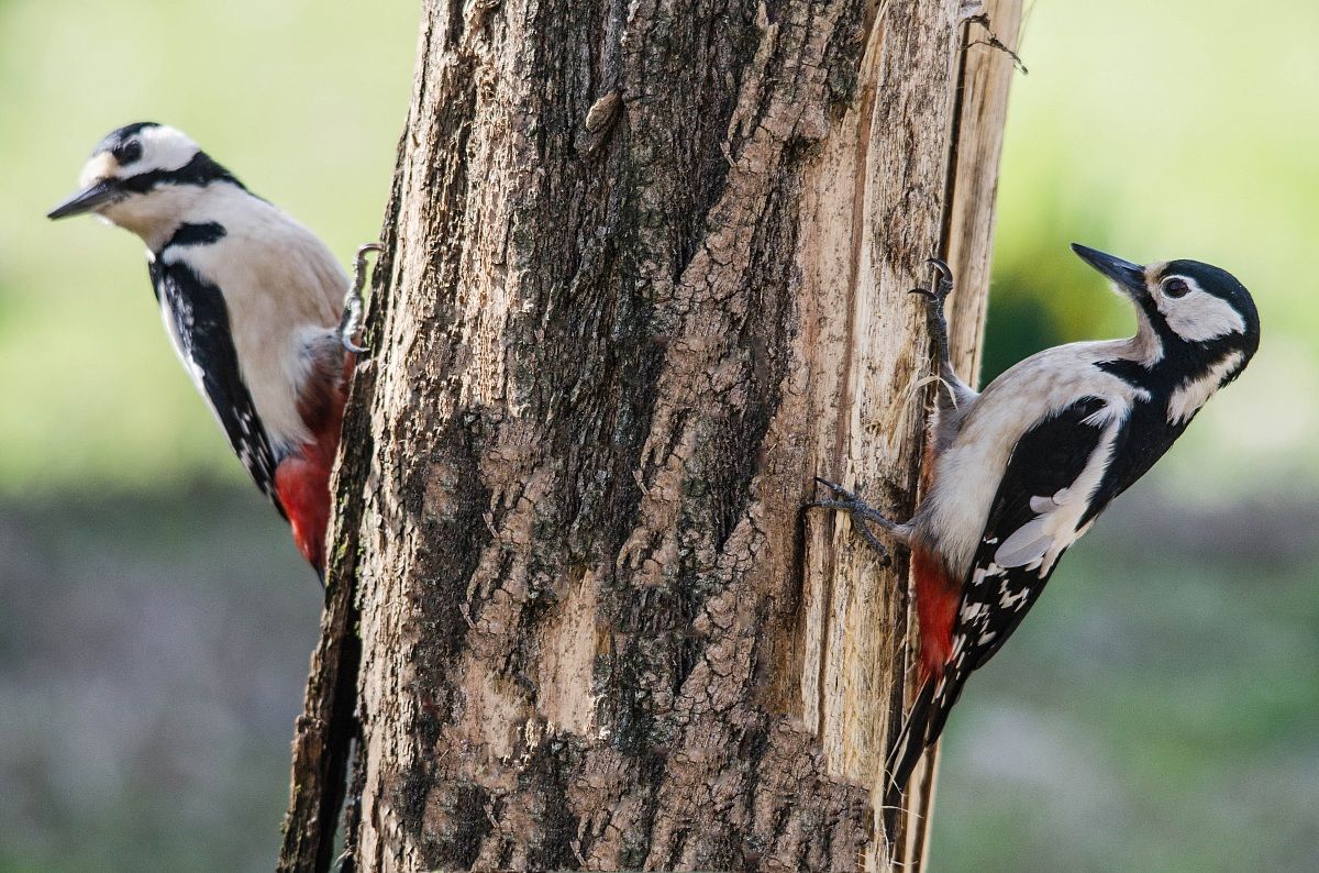Picchio Rosso Maggiore