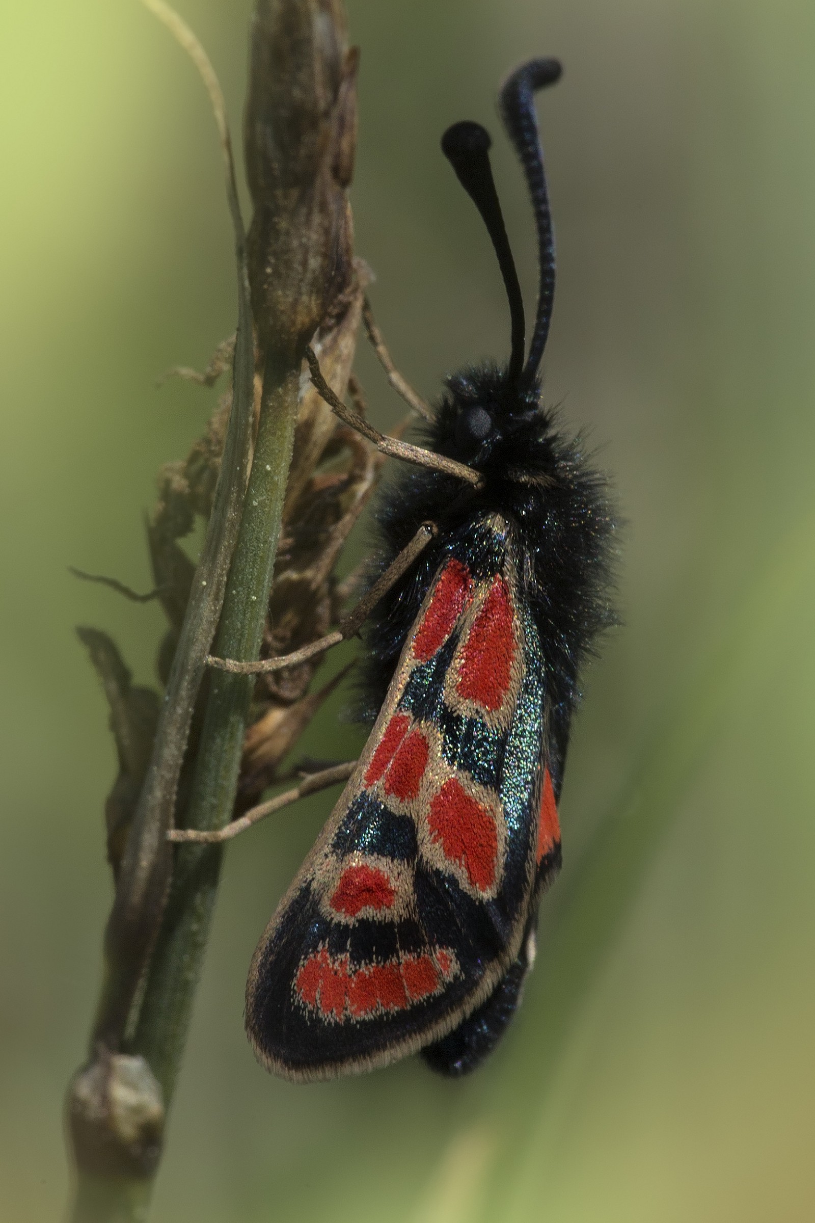 Zygaena orana sardoa