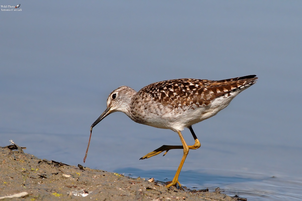 Piro Piro Boschereccio