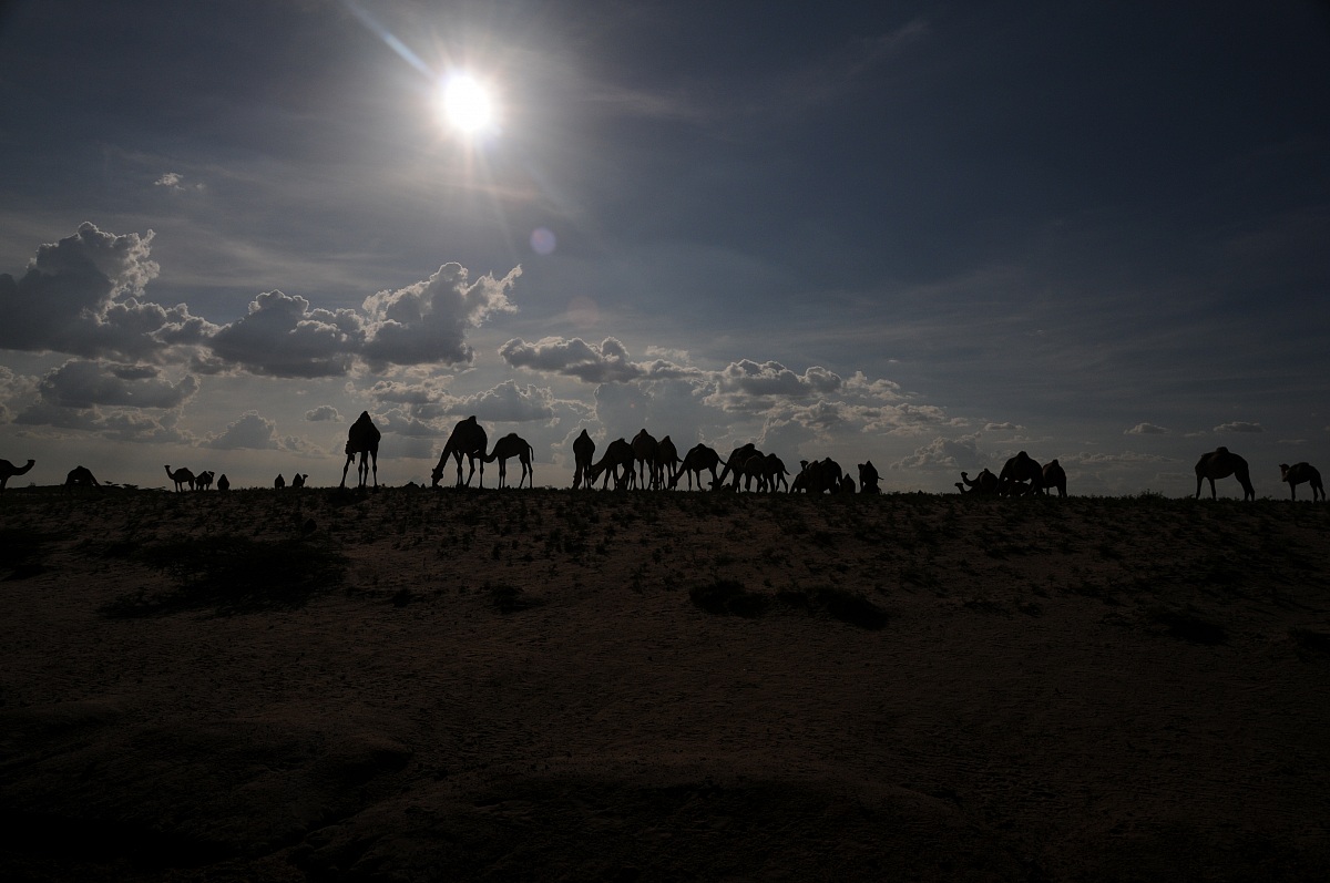 cammelli del Chalbi desert