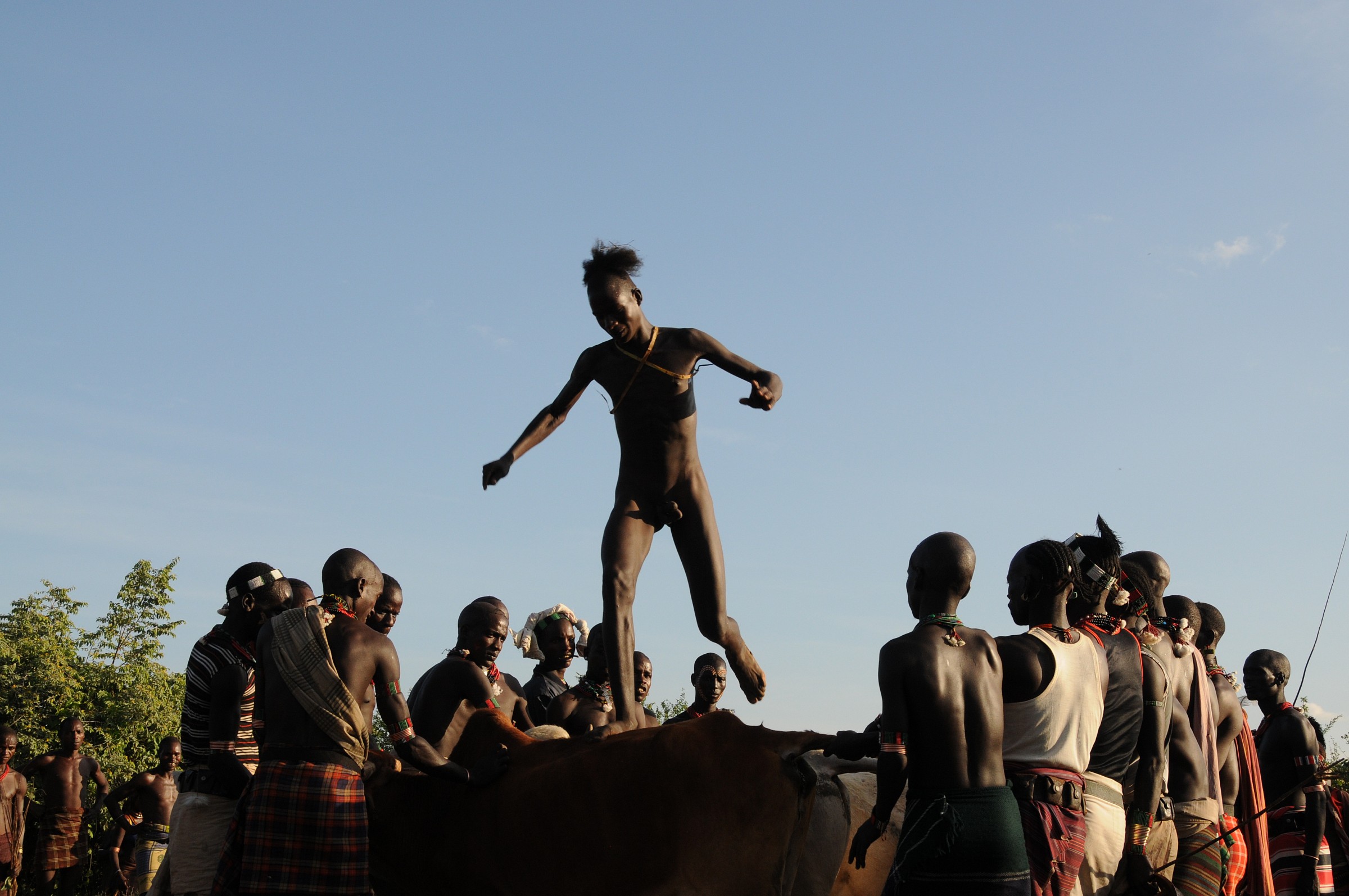 -Hamer bull jumping initiation
