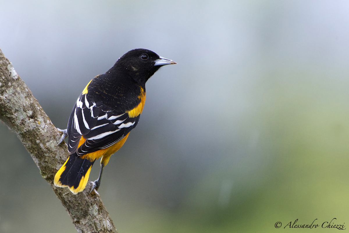 Northern Oriole