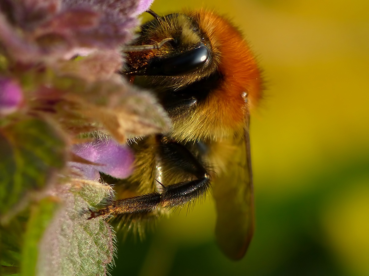 Bumblebee at work ...