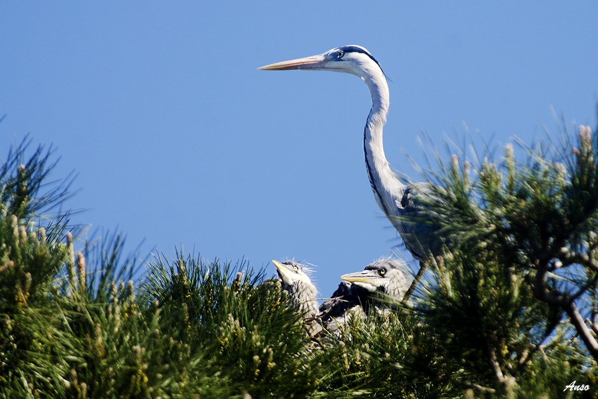 heron with chicks