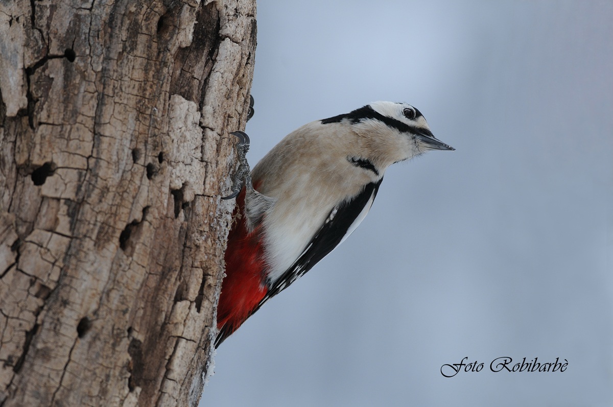 Picchio rosso maggiore.....