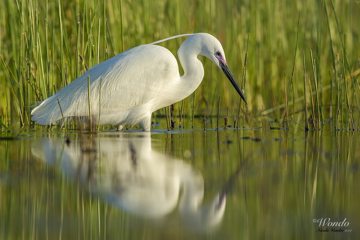 Egret in breeding dress
