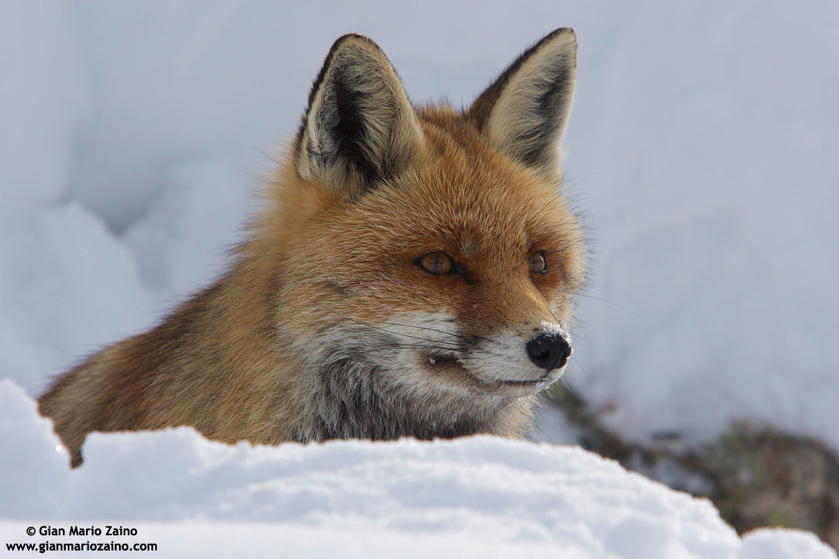 Vulpes vulpes / Fox / Red Fox / Renard roux