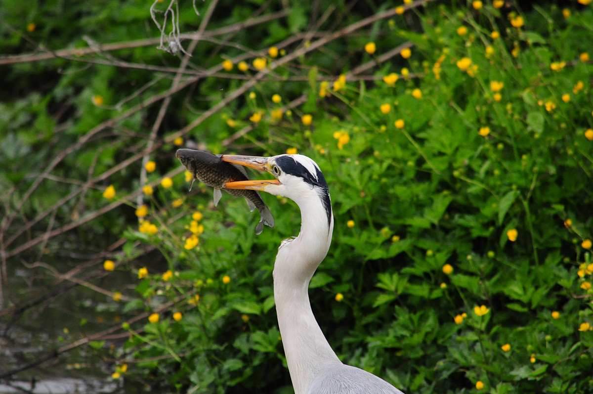 Airone cenerino con carassio