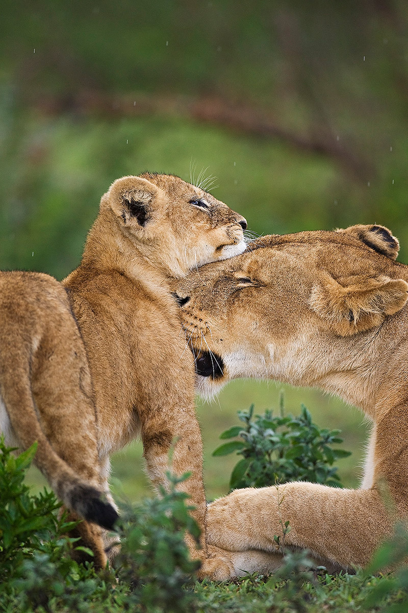 Il cucciolo e la mamma