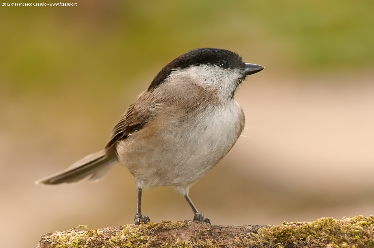Poecile palustris (Linnaeus, 1758)