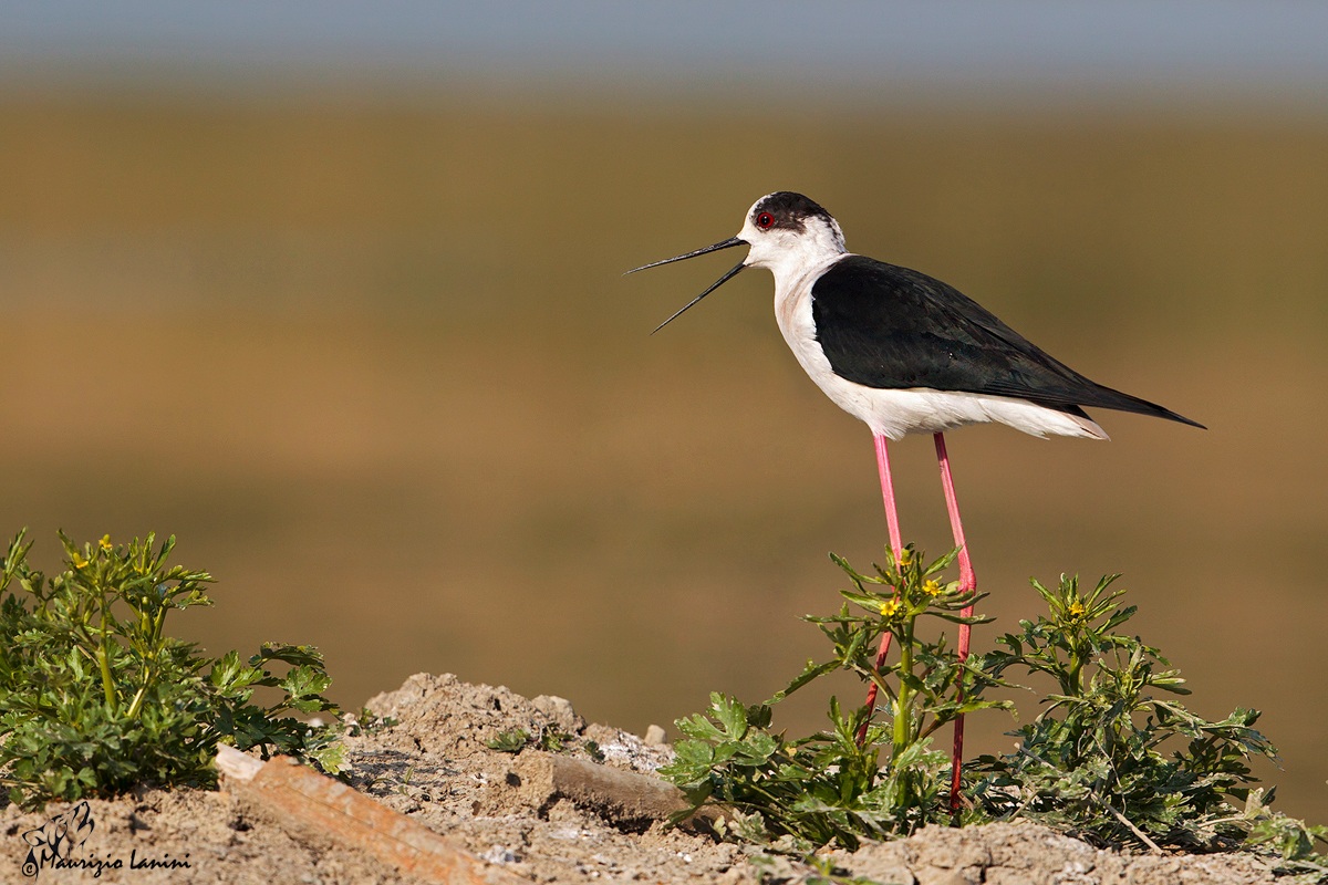Torna subito a casa !!!