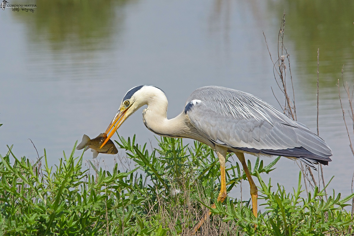 Heron with prey ...