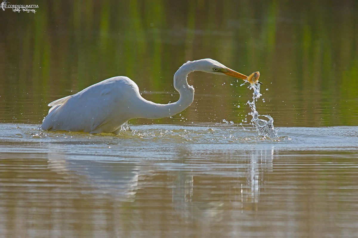 Fishing for White ...