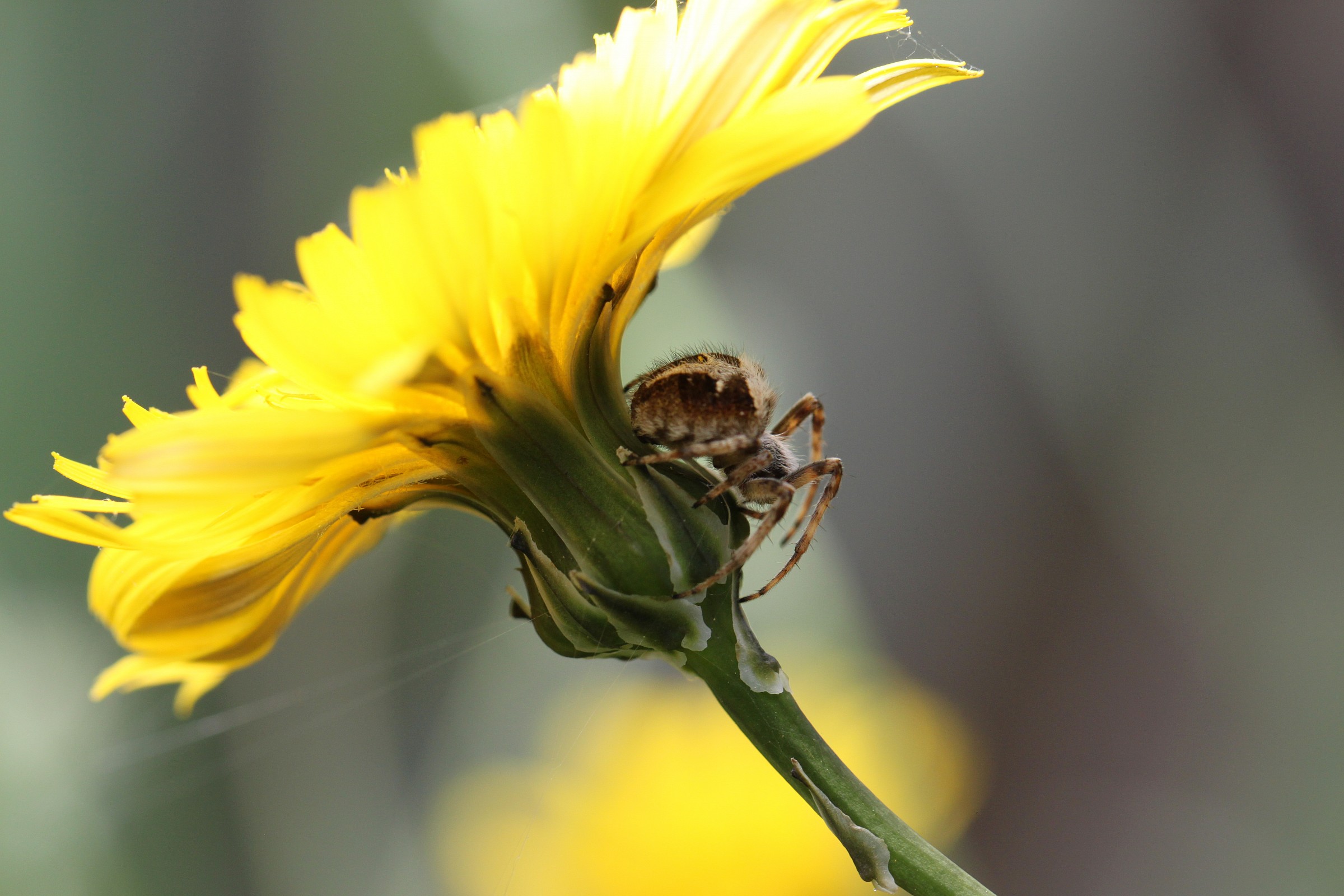 meglio aspettare al fresco