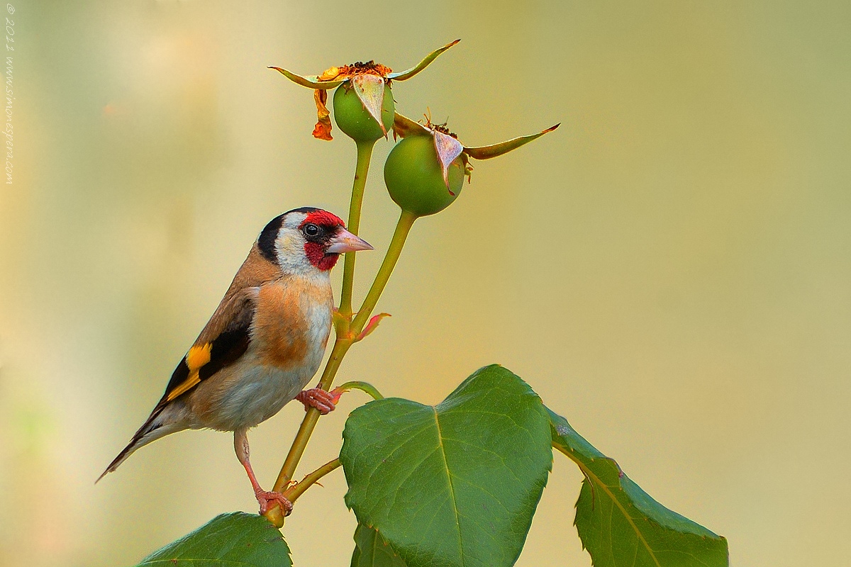 Carduelis carduelis ...