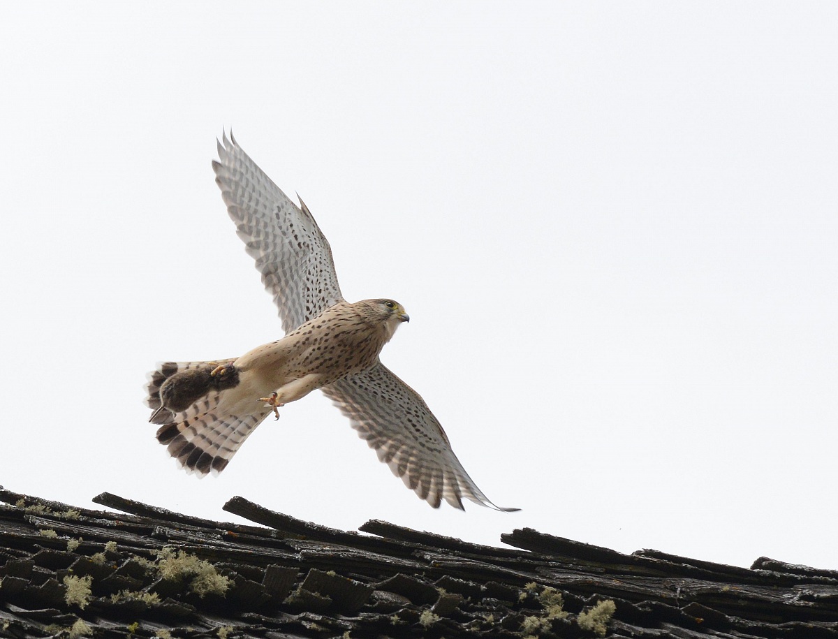 kestrel with prey