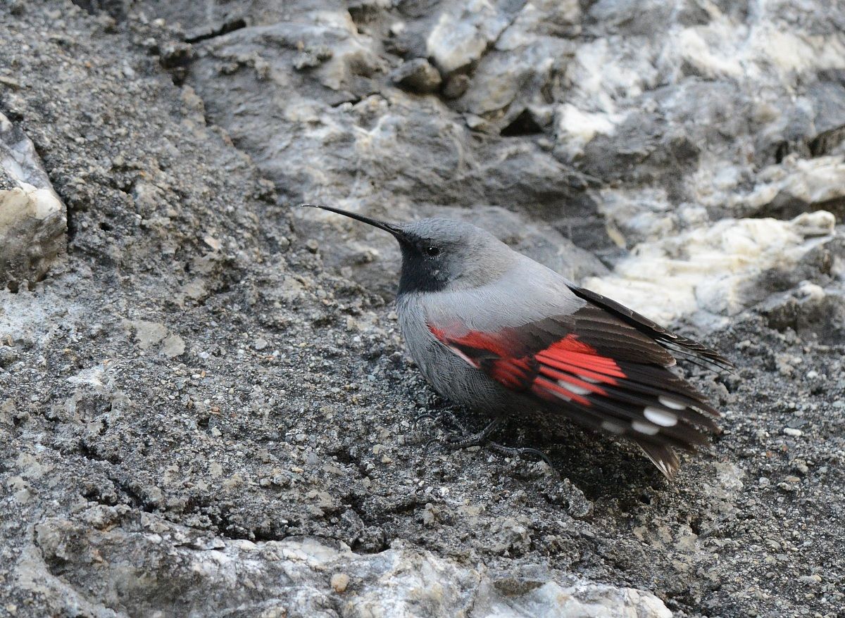 wallcreeper