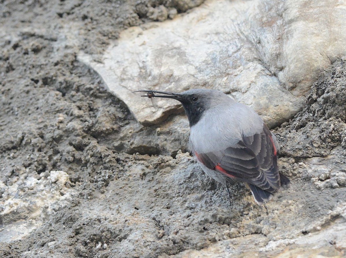 wallcreeper