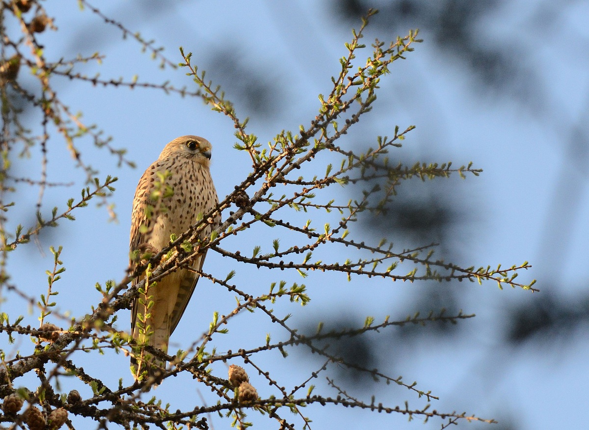 kestrel