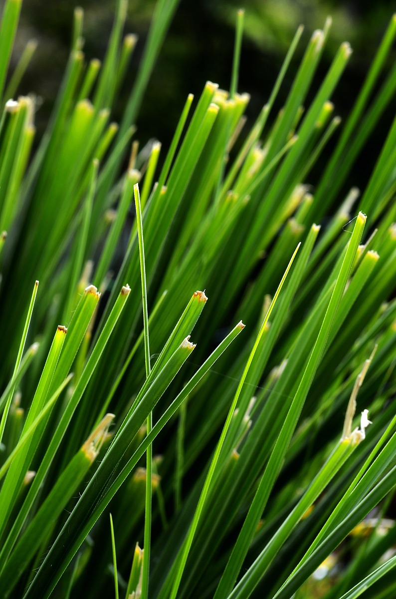 ritratto di un filo d'erba