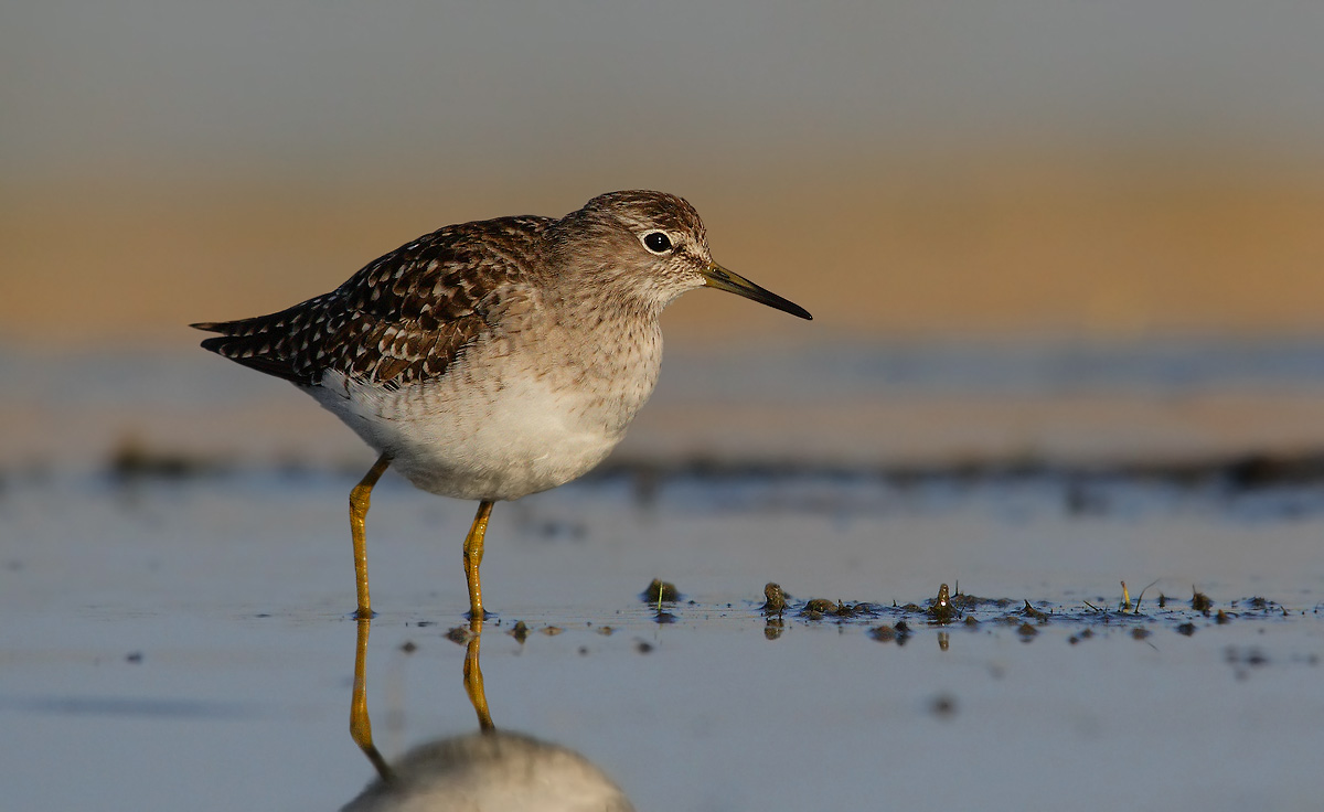 sandpipers boschereccio