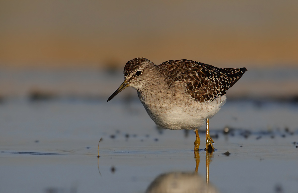 sandpipers boschereccio