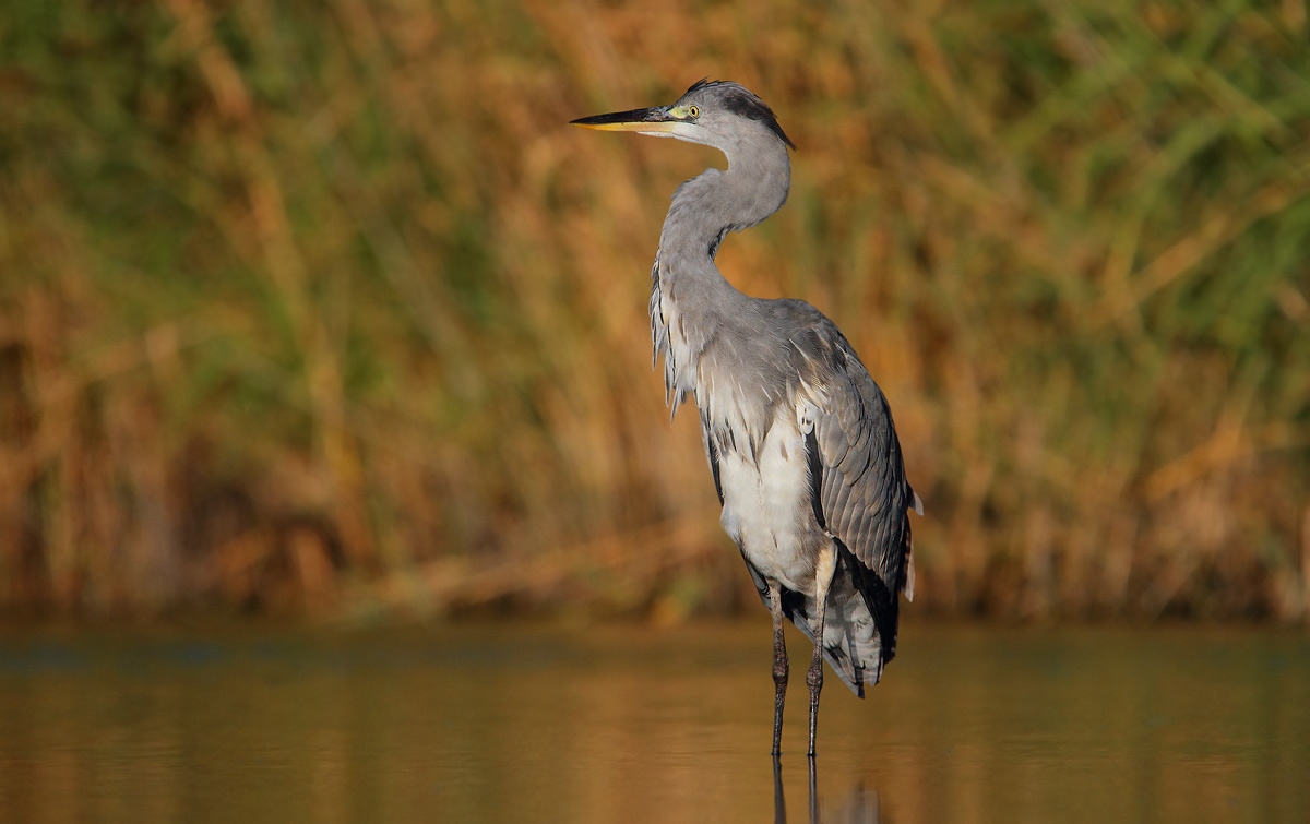 Grey Heron