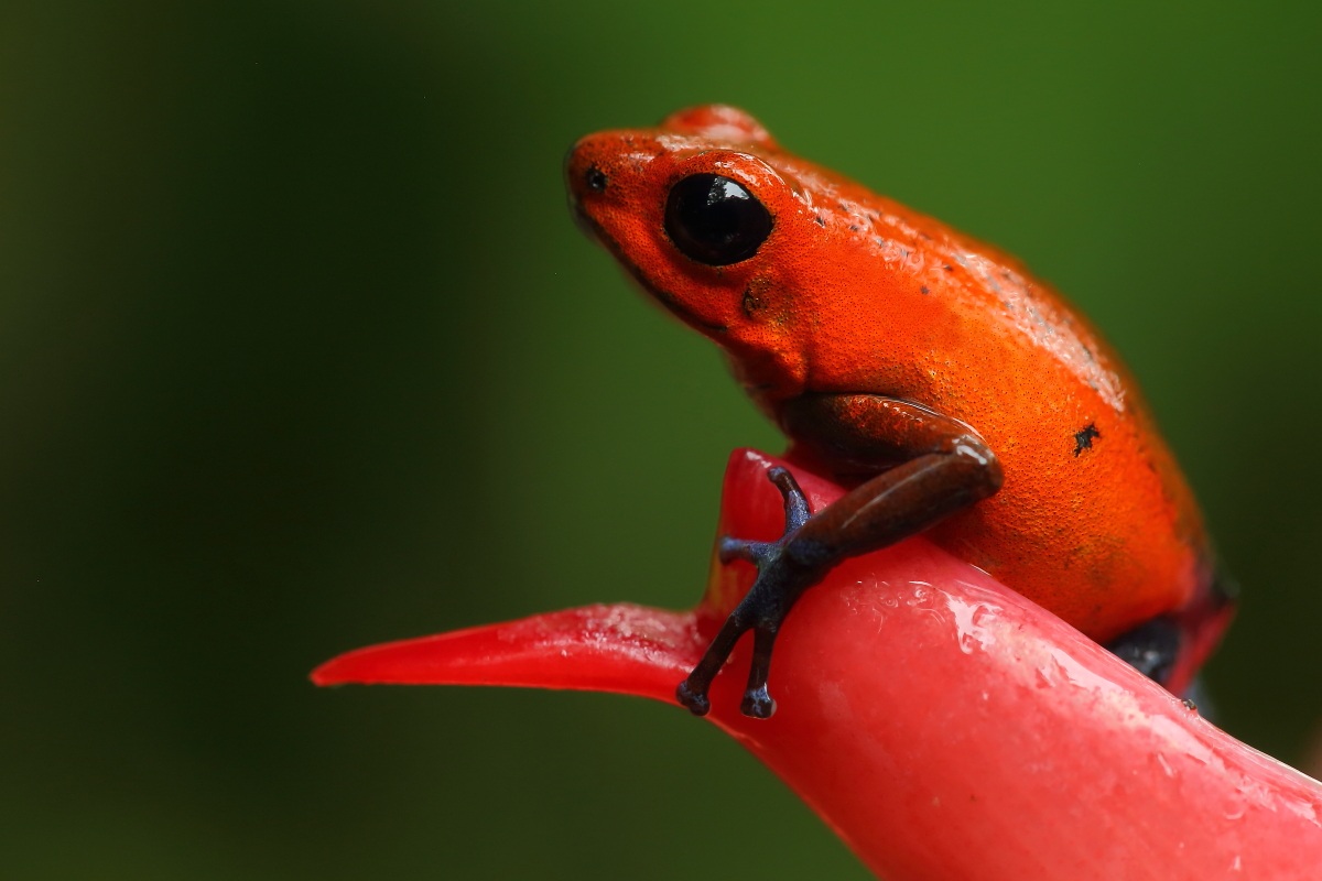 Earth Day...verso un mondo verde...