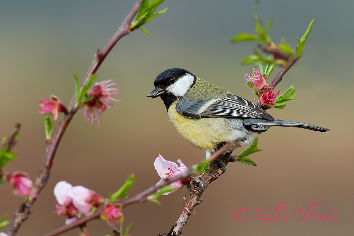 great tit