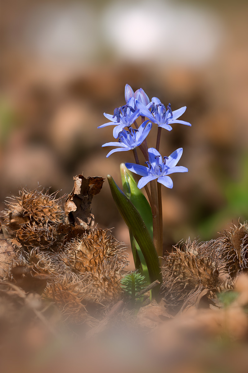 After the fall always comes back in the spring