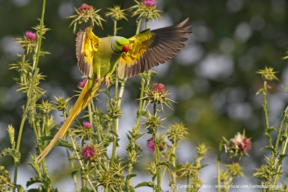 Parrocchetto dal collare 2 - Roma